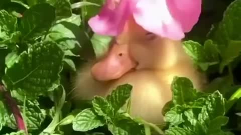 Cute duckling with a flower