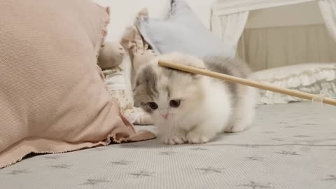 cute kitten videos short leg cat