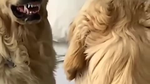 Doggy learning how to be brave