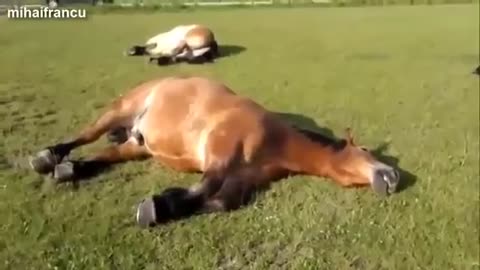 Horse video Very funny 2021