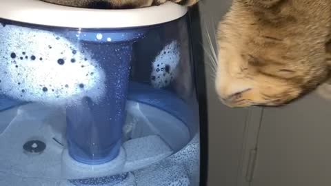 Kitty Hogs Humidifier