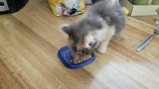 Cat Likes To Eat Tona Fish