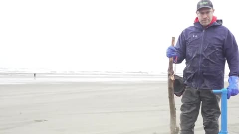 Artifact dug foreign razor clam king, grab directly fried to eat