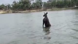 Shocking moment man tries to save his dog from a kangaroo