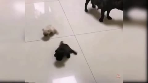 CUTE PUPPIES PLAYING