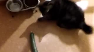 Cat totally freaks out at sight of cucumber