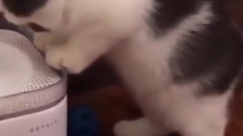 Little Kitten Using a Drinking Fountain