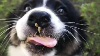 Slowmo black and white dog licks peanut butter off face