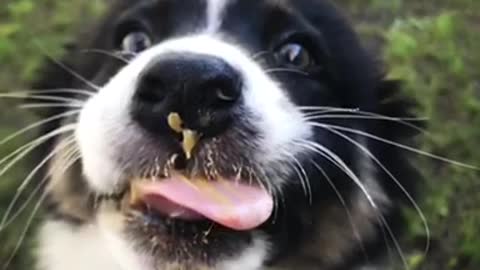 Slowmo black and white dog licks peanut butter off face