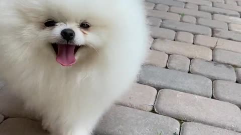 cute and funny dog