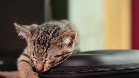 SO ADORABLE Cute and Funny Cat Videos Compilation.mp4