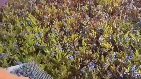 Harvesting Blueberry