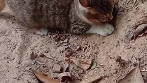 Cat Catching snakes