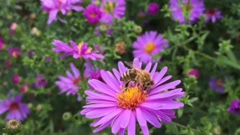 Stunning Time Lepse Video Featuring Blooming Flowers