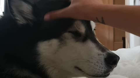 Husky gets a head scratch