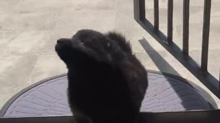 Puppy on screen door