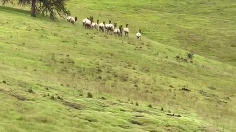 Four years ago a donkey named Diesel went missing in Wyoming. He's now part of an elk herd