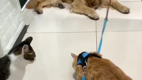 Dog and cat funny video 😆#video #catfunny #dogfunny ca