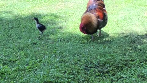 Little Chick vs Big Rooster