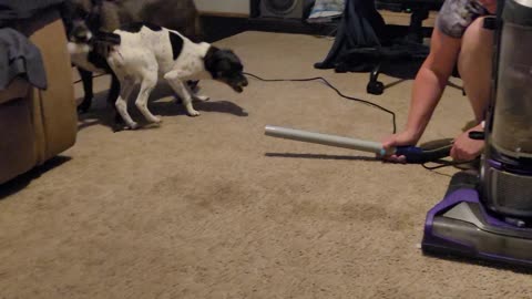 Doggie Doggos Vs Vacuum