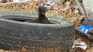 My duck eve in a tire in my dogs in big big trouble