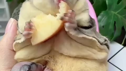 Cute Baby Animal Videos | Sugar Glider ASMR Eating ❤️❤️