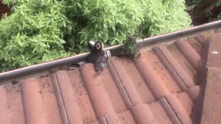 Magpie Stuck in the Gutter