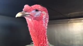 Turkey Rescued From Thanksgiving Dinner Thinks He's A Dog