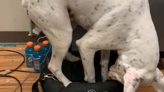 Dog Trying to Squeeze into a Small Bag