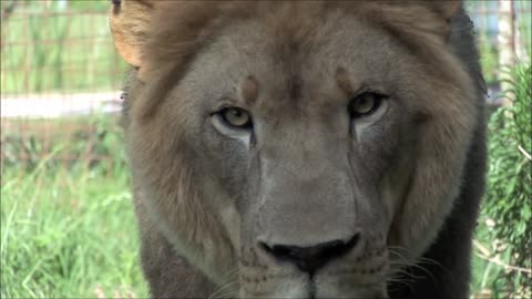 Lion king video