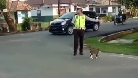 Great Job- Road Crossing By Cat