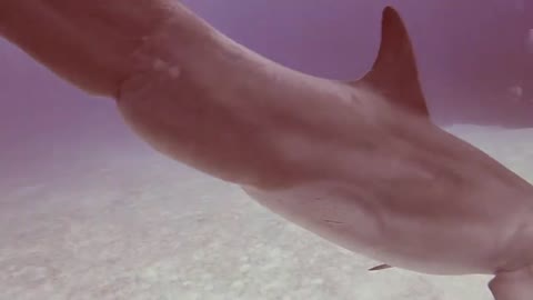 Wild dolphin incredibly decides to swim with scuba divers