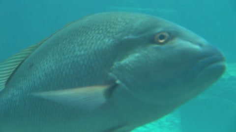 Tracking Large Tropical Fish on Sea Floor Closeup