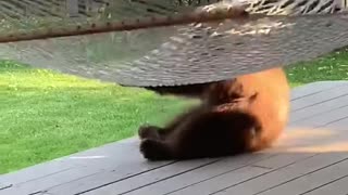 Bear Cub Has Fun with Hammock