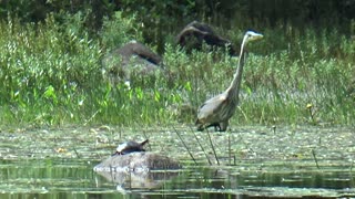 Canada Geese Blue Heron and a Turtle