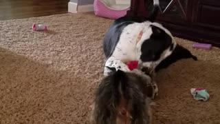 Two dogs wrestle over red toy in living room