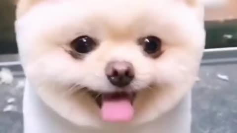 funny teacup dog It's cute to stick out your tongue