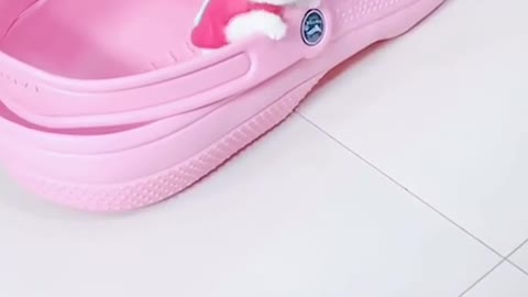 Sa nouvelle maison 👟🐶 Suivez les animaux compagnies les plus mignons