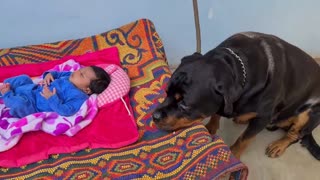 My Rottweiler is protecting my Newborn baby