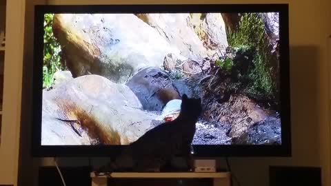 Tv addict cat