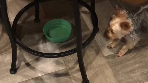 Can't you see this bowl is empty!