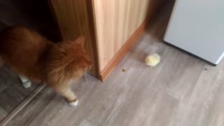 Baby Chick and Kitty at Play