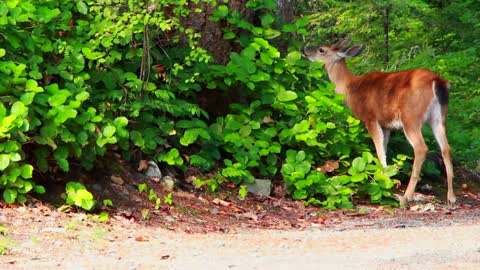 Deer feeding a trees