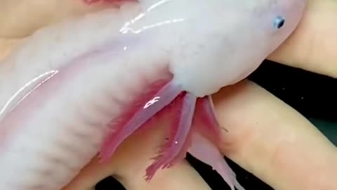 This is a Morphed Axolotl_(aquatic info)_