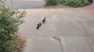 Family in the Park