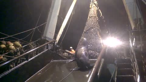 Russian Fishermen Accidentally Caught Large Sea Lion In A Fishing Net