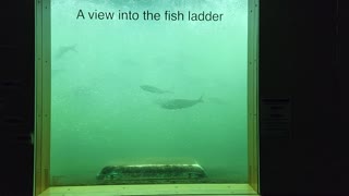 Inside the Bonneville fish ladder