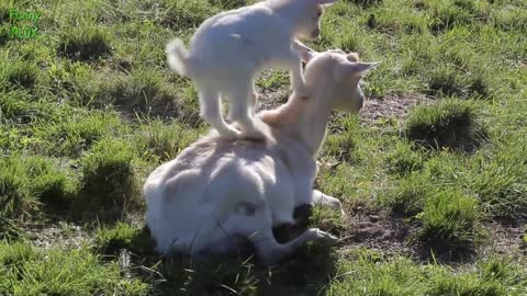 Most Funny and Cute Baby Goat Videos