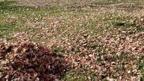 My daughter jumping into leaves