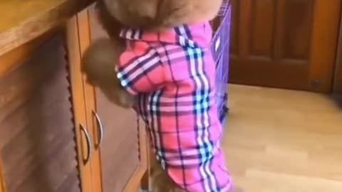 😅 Funniest Dog Shorts2021😅click description#shorts#0001